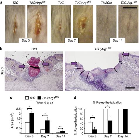 Conditional Ablation Of Arg T C Arg Fl Fl Significantly Delays