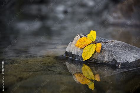 Der Goldene Oktober Der Herbst Kommt Mit Bunten Bl Ttern Stock Foto