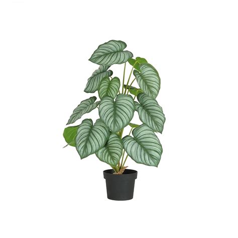 Plante Verte Calathea Artificiel Cm Leroy Merlin