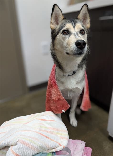 civano animal hospital 2