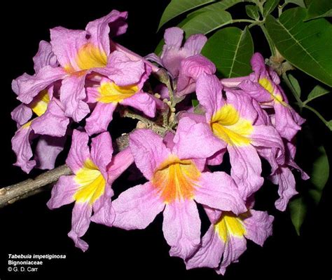 Bignoniaceae Alchetron The Free Social Encyclopedia