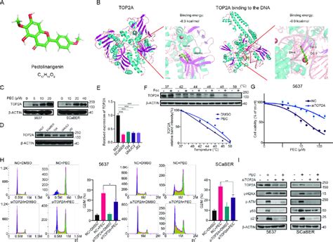 Pec Exerts An Anti Tumor Effect By Targeting Top2a A 3d Structure Of