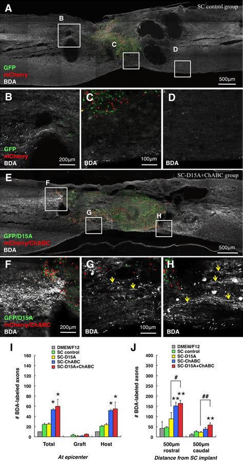 Combined D A And Chabc Leads To More Cst Axons In The Caudal Spinal