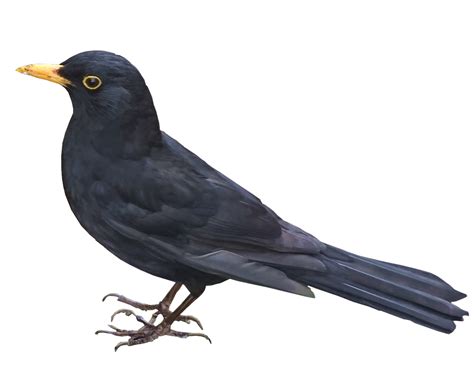 Blackbird Nature Beauty Wildlife Flight Png