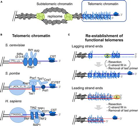 Frontiers Telomere Replication Solving Multiple End Replication Problems