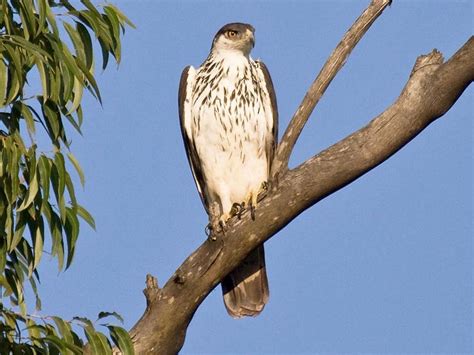 African Eagle Species