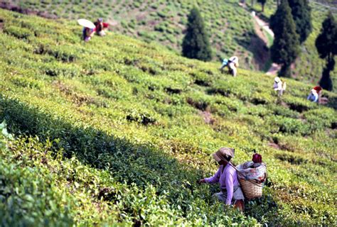 Darjeeling Most Charming Tea Estates | Times of India Travel