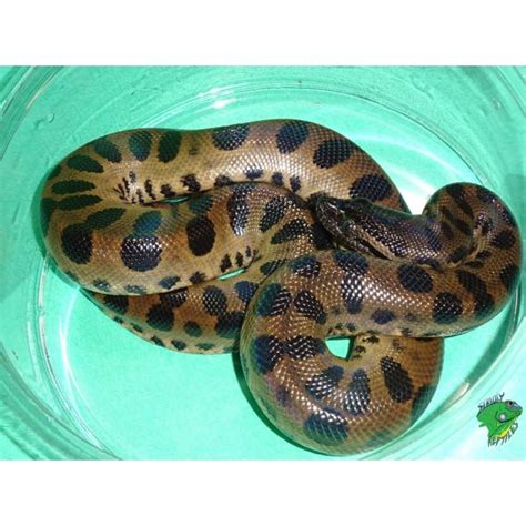 Green Anaconda Baby Strictly Reptiles