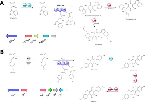 Proposed Biosynthetic Pathways For Truncaquinones Cochliodinol A And