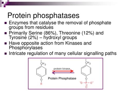 PPT - Protein Phosphatases PowerPoint Presentation, free download - ID:4614631