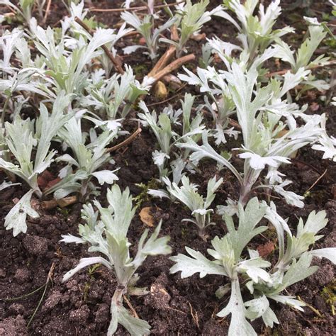 Artemisia Ludoviciana Silver Queen Western Mugwort Silver Queen In