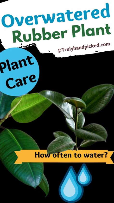 Save An Overwatered Rubber Plant Quick Tips Plantcare