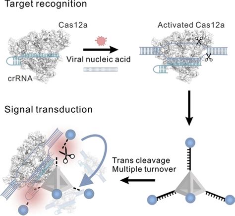 FrameworkHotspot Enhanced Trans Cleavage Of CRISPRCas12a For Clinical