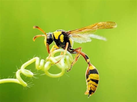 Easy Wasp Identification A Visual Guide To Common Types Of Wasps