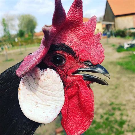 Minorca Chicken: Eggs, Height, Size and Raising Tips