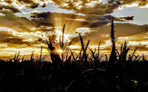 Oc Some Corn In The Sunset Rpics