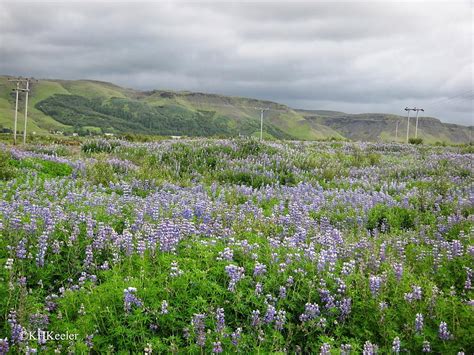 A Wandering Botanist Visiting Iceland A Botanist S Quick Look Lupine