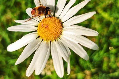 13 Lovely Perennial Flowers That Attract Bees