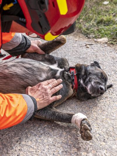 Cyno Pompiers De L Urgence Internationale