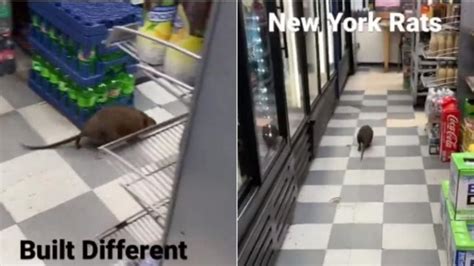 Captan A Rata Gigante Paseando En Un Supermercado Parece Un Perro