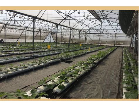 Hydroponics Soil Less Cultivation Ppt