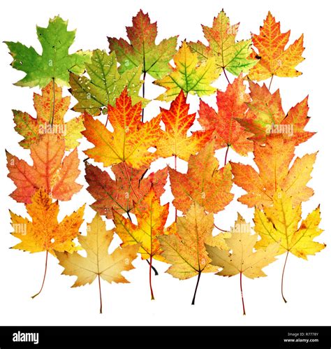 Autumn leaves, silver maple (Acer saccharinum Stock Photo - Alamy