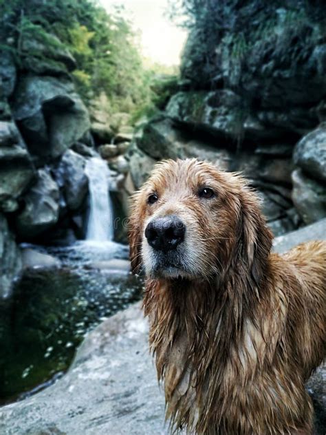 Dog and Waterfall stock image. Image of krushuna, sitting - 106391367