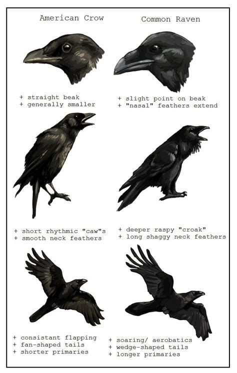 Crows And Ravens Crow Vs Raven By Paso Love Birds Beautiful Birds