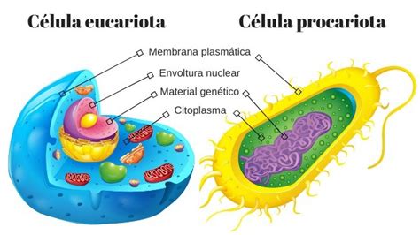 La célula y sus partes