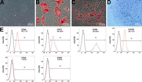 Tri Lineage Differentiation Potentials And Flow Cytometry Analysis Of Download Scientific