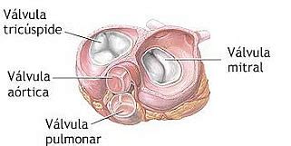 VALVOPATIA Insuficiência Mitral Clínica Dr Alberto Caldeira