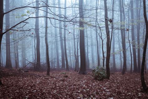 Another health crisis: German forests - Climate Focus