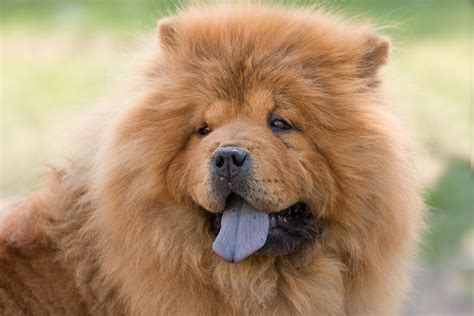 Blue Chow Dog