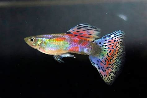 Different Types Of Guppies Varieties Facts And Care Off