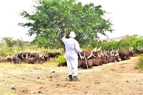 Ramaphosa Sells Bull Of Breed Acquired From Museveni S Farm At Shs456m The Kampala Post