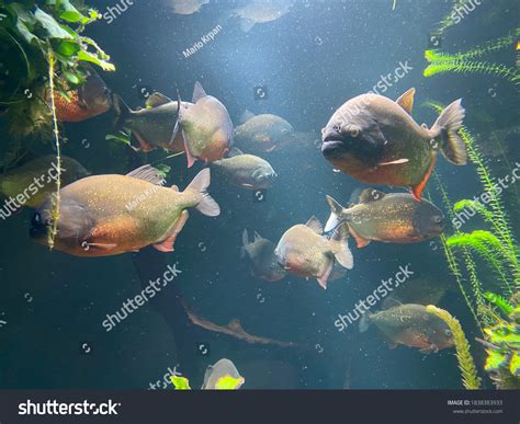 Redbellied Piranha Pygocentrus Nattereri Syn Serrasalmus Stock Photo