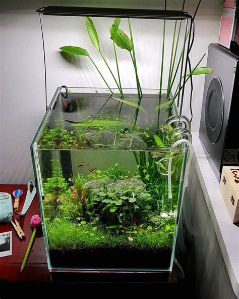 Aquarium Freshwateraquarium Aquascape Aquascaping Aquascaper