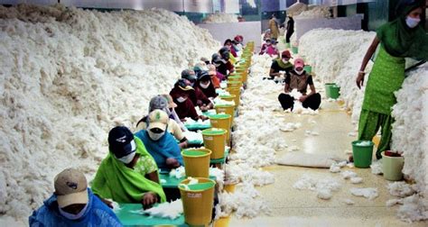 Cotton Production In India - state wise cotton production