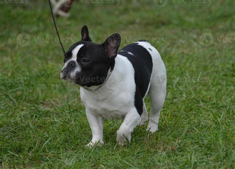 Gorgeous Black and White French Bulldog 9600536 Stock Photo at Vecteezy