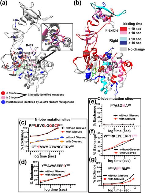 Imatinib Binding Sensitive And Insensitive Resistant Mutation Sites Download Scientific