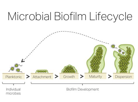 Biofilm Treatment Protocol: Natural Biofilm Disruptors That Work