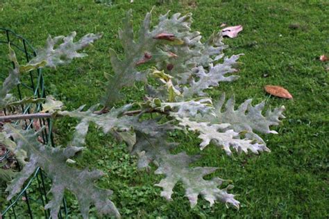 Quercus Frainetto Ten Hongaarse Eik Bg Meise Flickr