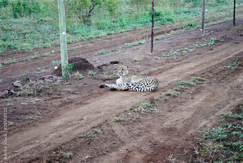 Cheetah in a South African nature reserve Stock Photo | Adobe Stock