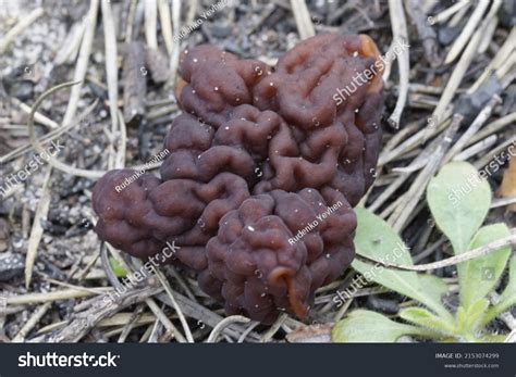 Deadly False Morel Gyromitra Esculenta Ascomycete Stock Photo