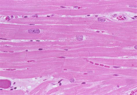 Cardiac Muscle Stock Image P Science Photo Library