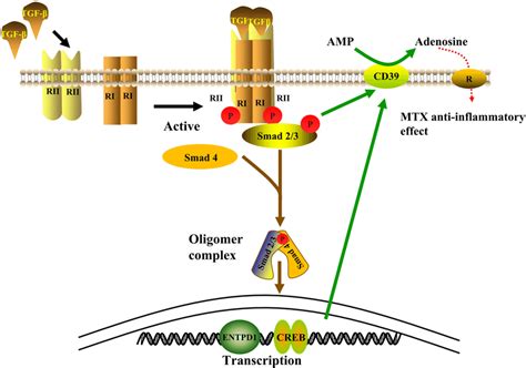 The Tgf βsmad Pathway Of Mtxr In Ra Tgf β Transforming Growth