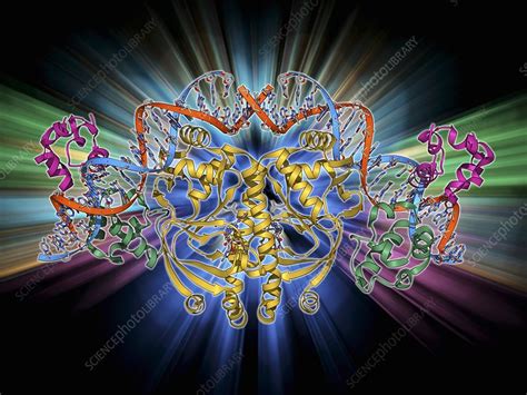 Gene activator protein - Stock Image - F009/6142 - Science Photo Library