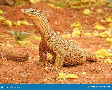 Sand Goanna In Western Australia Stock Photo Image Of Wildlife