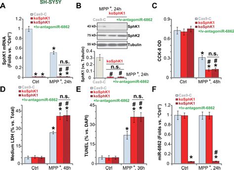 Microrna Inhibition Elevates Sphingosine Kinase And Protects