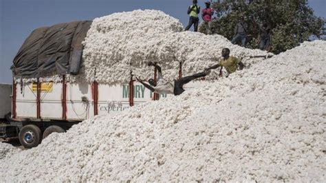 Le Mali cède sa place de premier producteur africain de coton au Bénin